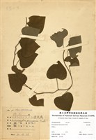 藏品(蓬萊藤)的圖片